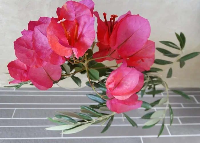 Guest house Naxos Oceamo